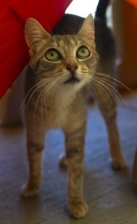 Zena, Adult Female unknown