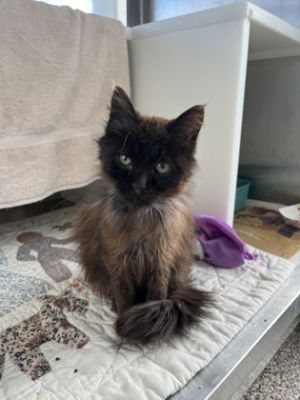 Robert, Baby Male Domestic Long Hair