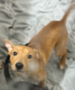 Primary Color Brown Secondary Color White Weight 16lbs Age 0yrs 5mths 1wks Animal has been Spaye