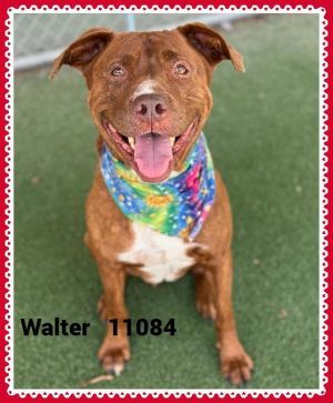 Primary Color Brindle Weight 67lbs Age 6yrs 0mths 3wks Animal has been Neutered