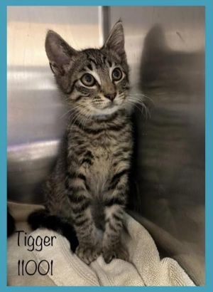 Primary Color Grey Tabby Weight 33125lbs Age 0yrs 3mths 1wks Animal has been Neutered