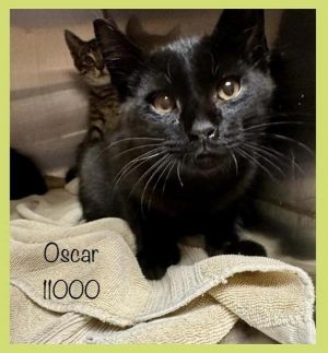 Primary Color Black Weight 3lbs Age 0yrs 3mths 1wks Animal has been Neutered