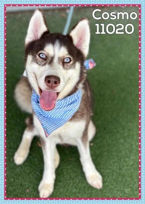 Cosmo (879) Siberian Husky Dog