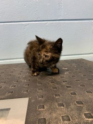 Andrea, Baby Female Domestic Medium Hair