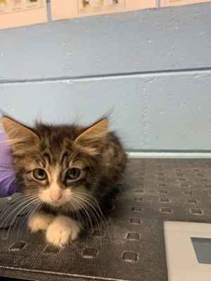 Amy, Baby Female Domestic Medium Hair