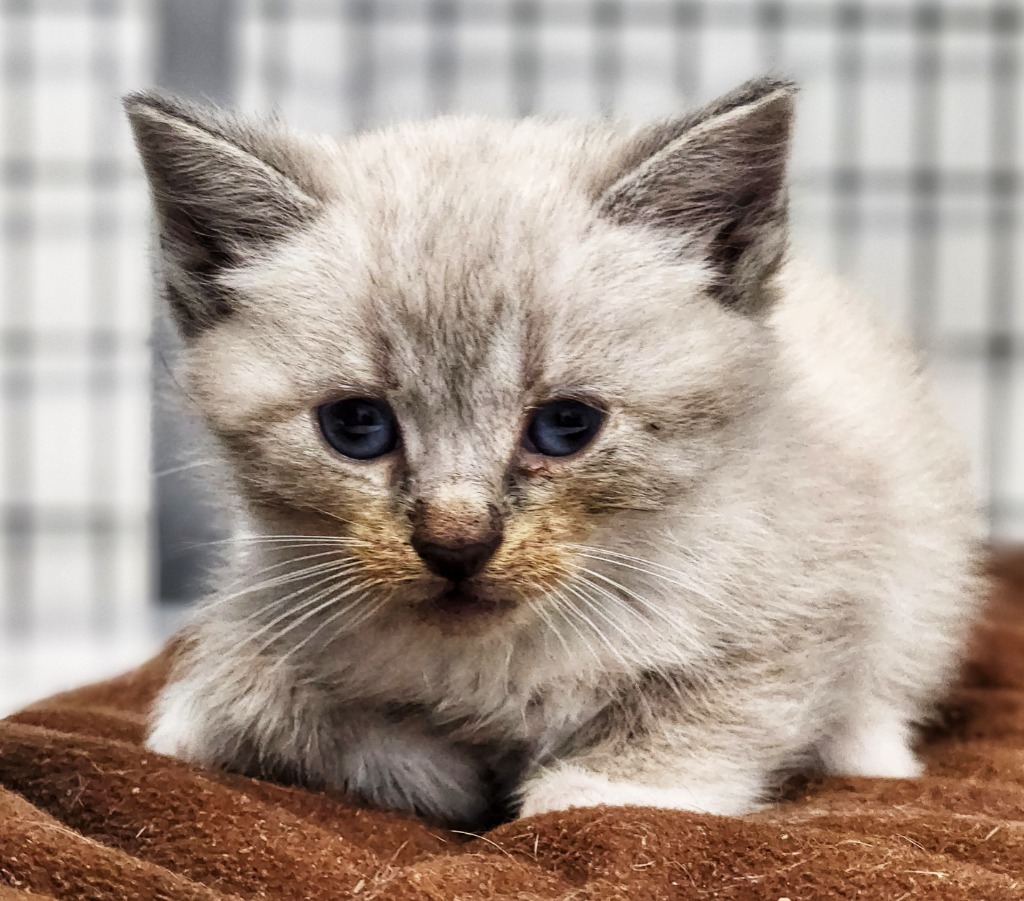 Penelope, an adoptable Domestic Short Hair in Gold Beach, OR, 97444 | Photo Image 1