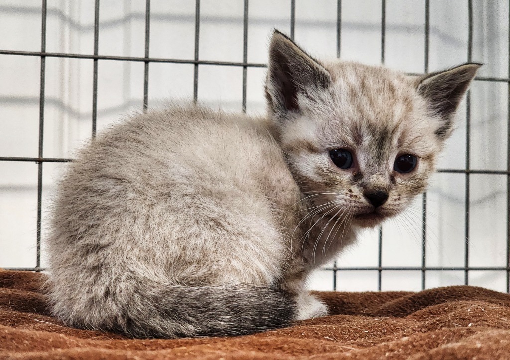 Lilac, an adoptable Domestic Short Hair in Gold Beach, OR, 97444 | Photo Image 1