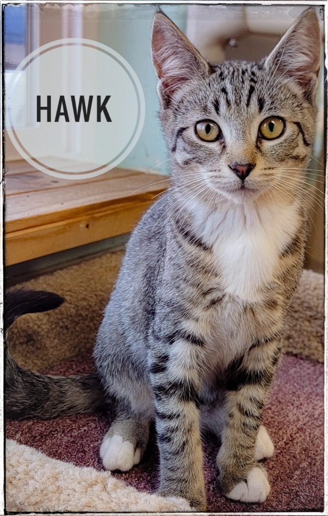 hawk, an adoptable Domestic Short Hair in Gold Beach, OR, 97444 | Photo Image 1