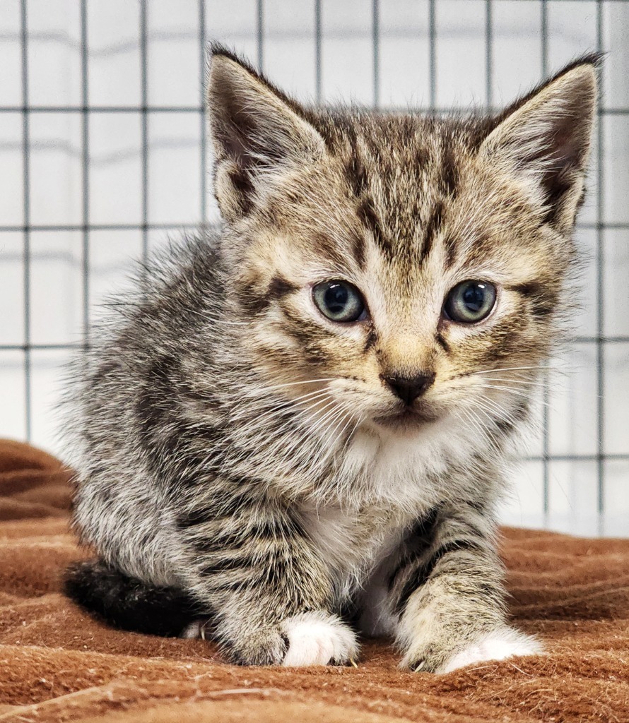 hawk, an adoptable Domestic Short Hair in Gold Beach, OR, 97444 | Photo Image 2