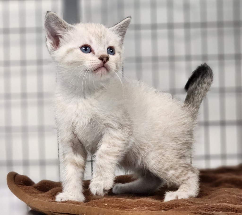 Agate, an adoptable Domestic Short Hair in Gold Beach, OR, 97444 | Photo Image 1
