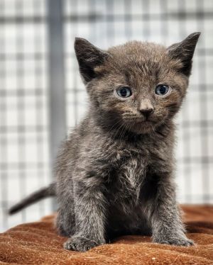 Catfish, Baby Male Russian Blue