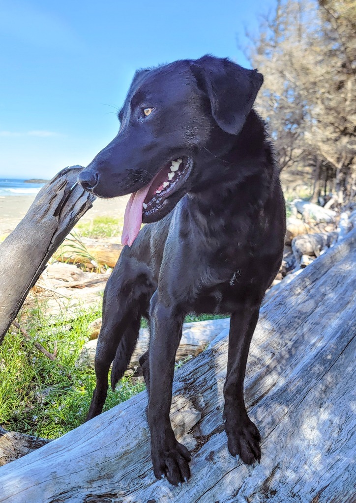 Goose, an adoptable Black Labrador Retriever, Flat-Coated Retriever in Gold Beach, OR, 97444 | Photo Image 1