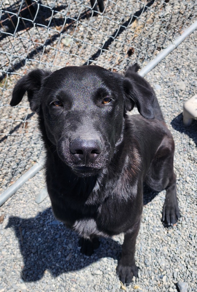 Goose, an adoptable Black Labrador Retriever, Flat-Coated Retriever in Gold Beach, OR, 97444 | Photo Image 2