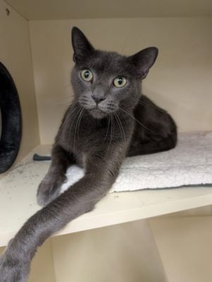 Toby, Adult Male unknown