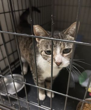 Miss Kitty, Senior Female Domestic Short Hair