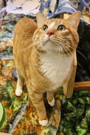 Cheddar, Adult Male Domestic Short Hair