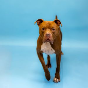 Primary Color Brown Weight 648lbs Age 3yrs 0mths 2wks