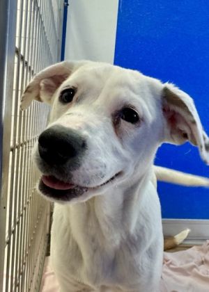 Ghost, Baby Female Hound