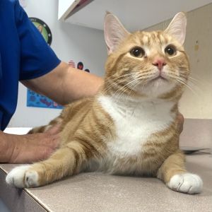 Mr.P, Adult Male Domestic Short Hair