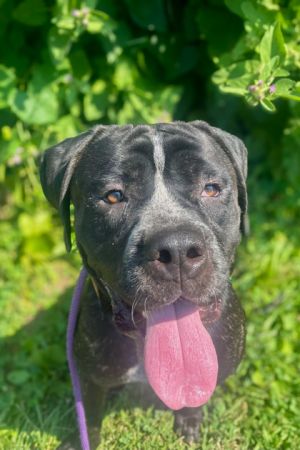Chester, Adult Male Mixed Breed
