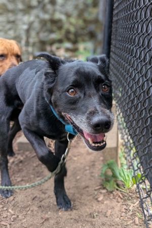 Pride, Adult Male Mixed Breed