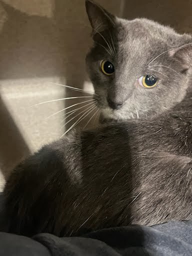 Apache - Blue Collar Cat