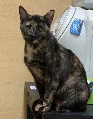 Creek, Adult Female Domestic Short Hair