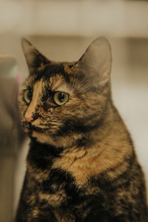 Peanut Brittle, Adult Female Domestic Short Hair