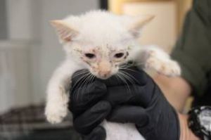 Pip, Baby Female Domestic Short Hair