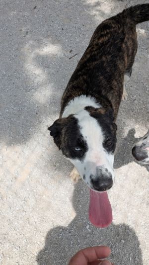 Hoss, Young Male Australian Shepherd