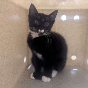 Houdini, Baby Male Extra-Toes Cat / Hemingway Polydactyl