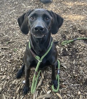 Mocha, Adult Male Labrador Retriever
