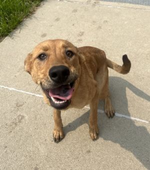 Foxy, Young Female Labrador Retriever