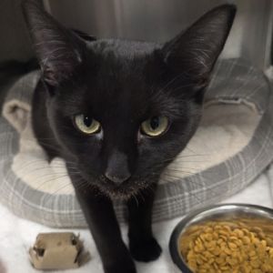 Fletcher (Bashful Buddy), Young Male Domestic Short Hair