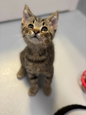 Loach 490-25, Baby Male Domestic Short Hair