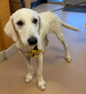 Emerie- ADOPTED!, Young Female Mixed Breed