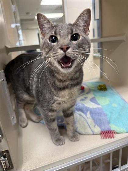 Polly Pocket, an adoptable Domestic Short Hair in Hutchinson, KS, 67504 | Photo Image 1