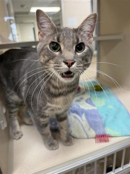 Polly Pocket, an adoptable Domestic Short Hair in Hutchinson, KS, 67504 | Photo Image 2