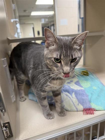 Polly Pocket, an adoptable Domestic Short Hair in Hutchinson, KS, 67504 | Photo Image 3