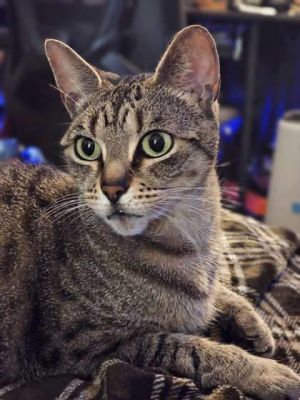What my friends at Seattle Humane say about me Im a little shy but I still like to get attention