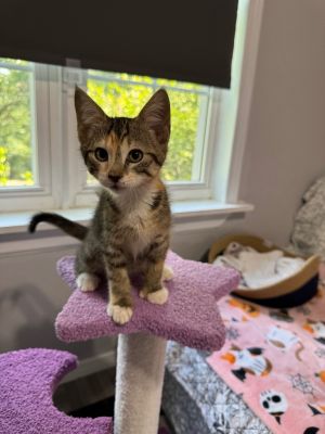 Hana, Baby Female Domestic Short Hair