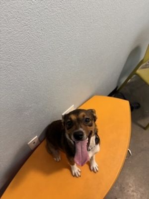 Hi Im Suzie Im just a young pup full of energy and love I have a goofy personality thats sure