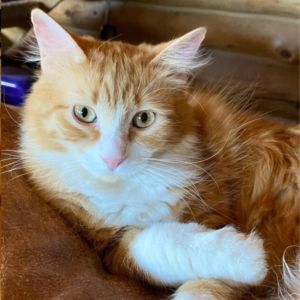 Henry Domestic Long Hair Cat