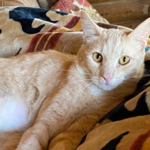 Scooter Domestic Short Hair Cat