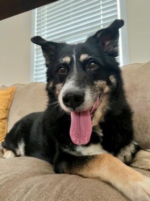 Spec *Hospice*, Senior Male Border Collie