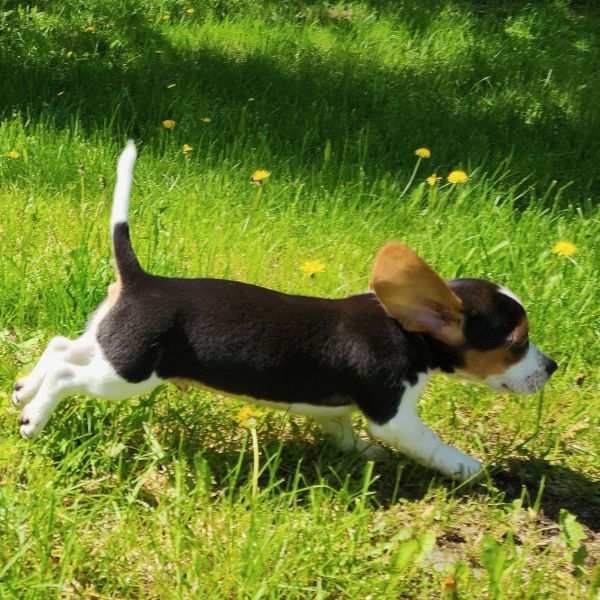 Tucker Fka Leroy