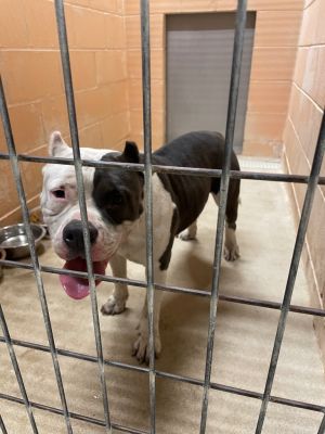 Squish, Young Female Pit Bull Terrier