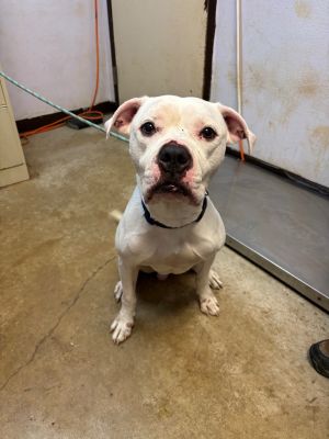 Draco, Adult Male Boxer