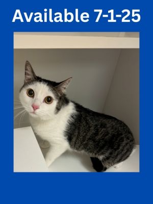 Cat Kennels #22 Face, Adult Male Domestic Short Hair