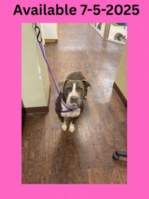 Dog Kennel #3, Adult Female Pit Bull Terrier
